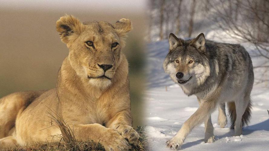 狼和狮子