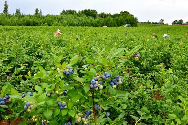 蓝莓种植的相关图片